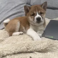 Kitsune, a female Shiba Inu for sale in Buckeye, AZ – Photo 1 of 2