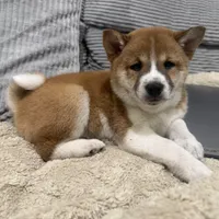 Kitsune, a female Shiba Inu for sale in Buckeye, AZ – Photo 2 of 2