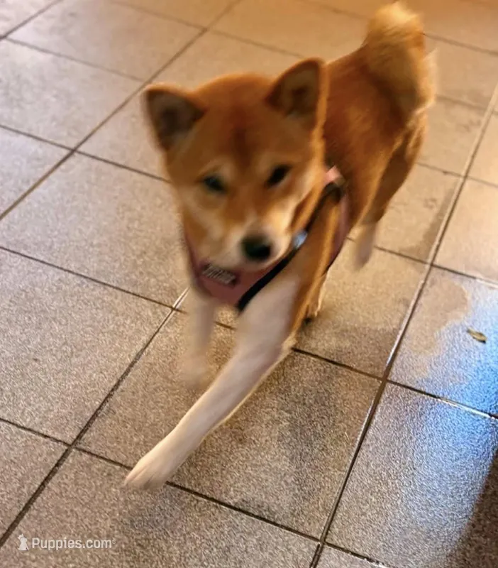 Kiyomi, a female Shiba Inu for sale in Chula Vista, CA – Photo 1 of 1