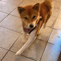 Kiyomi, a female Shiba Inu for sale in Buckeye, AZ – Photo 2 of 2