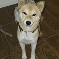 Kiyomi, a female Shiba Inu for sale in Buckeye, AZ – Photo 1 of 2
