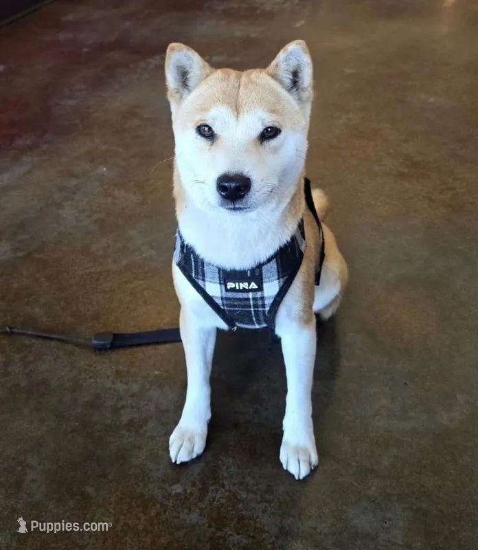 Kiyomi – Shiba Inu puppy for sale in Bonita, CA