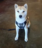 Kiyomi, a female Shiba Inu for sale in Bonita, CA – 1 of 2