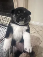 Yoshi, a female Shiba Inu for sale in Chula Vista, CA – Photo 1 of 2