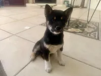 Yoshi, a female Shiba Inu for sale in Buckeye, AZ – Photo 2 of 2