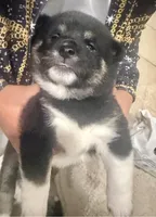 Yoshi, a female Shiba Inu for sale in Chula Vista, CA – Photo 2 of 2