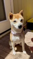 Kiyomi, a female Shiba Inu for sale in Bonita, CA – 2 of 2