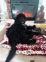 Bruno, a male Aussiedoodle for sale in Sacramento, CA – Photo 5 of 5