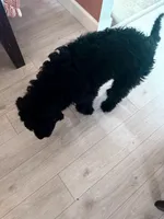 Bruno, a male Aussiedoodle for sale in Sacramento, CA – Photo 2 of 5