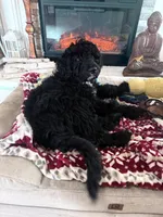 Bruno, a male Aussiedoodle for sale in Sacramento, CA – Photo 3 of 5