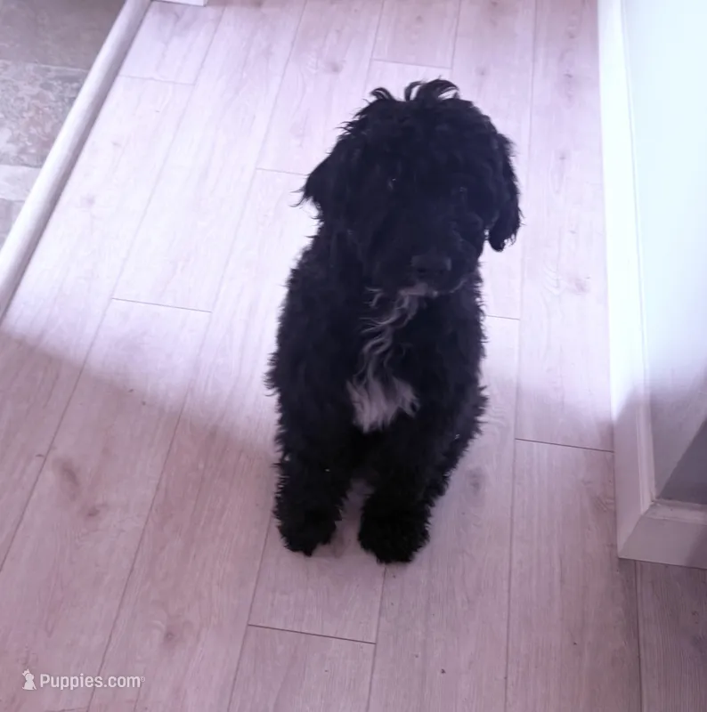 Bruno – Aussiedoodle puppy for sale in Sacramento, CA