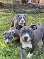 Matilda, a female American Bully for sale in Columbia, SC – 3 of 10