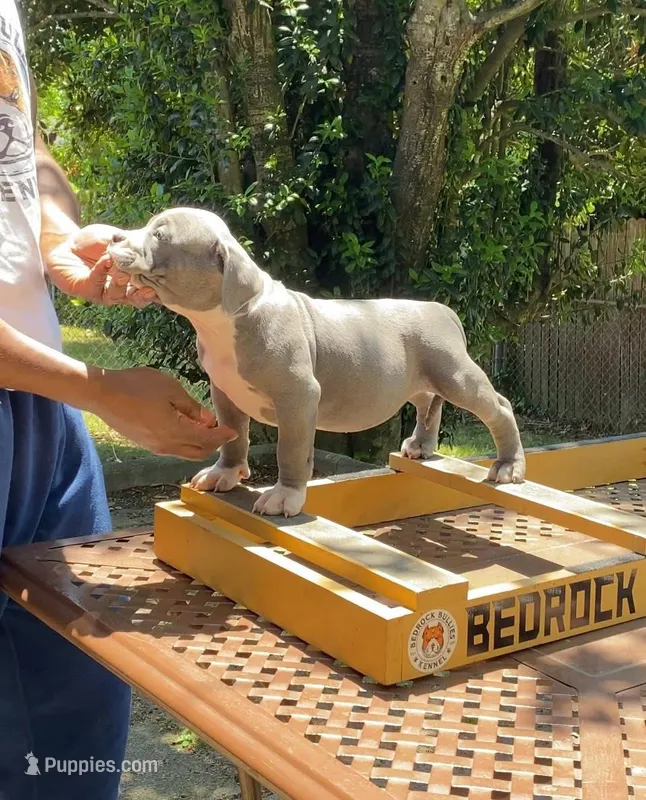 Queenie – American Bully puppy for sale in Columbia, SC