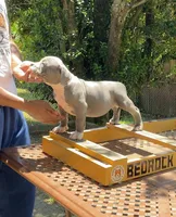 Queenie, a female American Bully for sale in Columbia, SC – 1 of 5