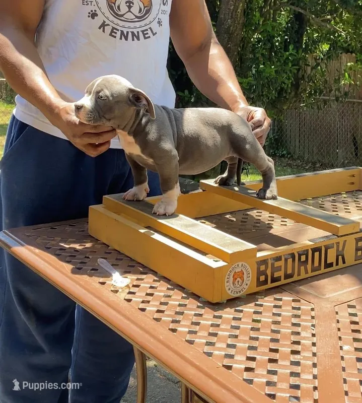 Ladybug – American Bully puppy for sale in Columbia, SC