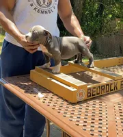 Ladybug, a female American Bully for sale in Columbia, SC – 1 of 7