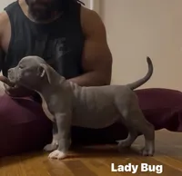 Ladybug, a female American Bully for sale in Columbia, SC – 4 of 10