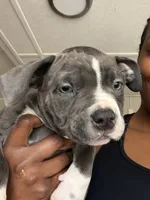 Matilda, a female American Bully for sale in Columbia, SC – 2 of 7