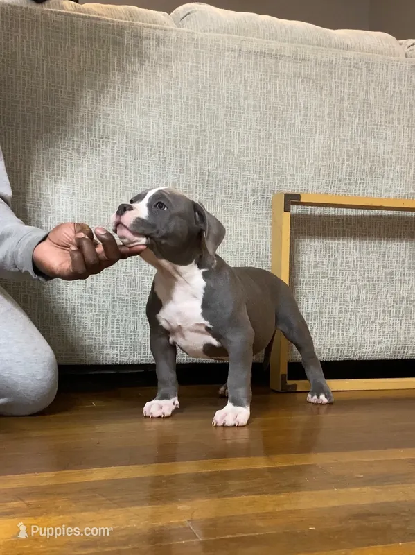 Queenie – American Bully puppy for sale in Columbia, SC
