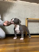Queenie, a female American Bully for sale in Columbia, SC – 2 of 8