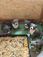 Ladybug, a female American Bully for sale in Columbia, SC – 6 of 7
