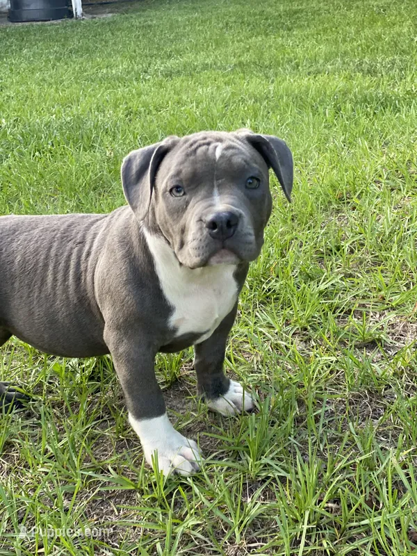 Ladybug – American Bully puppy for sale in Columbia, SC
