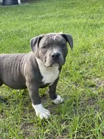 Ladybug, a female American Bully for sale in Columbia, SC – 2 of 10