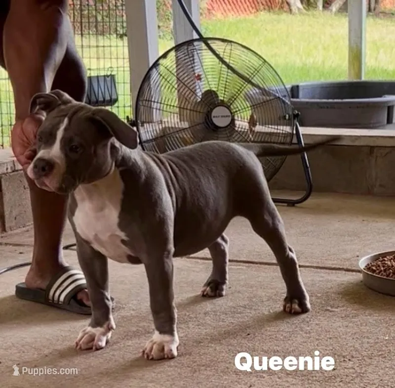 Queenie – American Bully puppy for sale in Columbia, SC