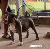 Queenie, a female American Bully for sale in Columbia, SC – 1 of 8