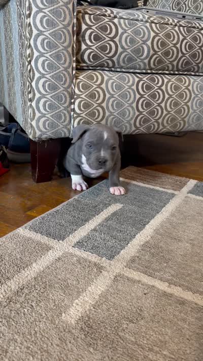 Ladybug, a female American Bully for sale in Columbia, SC – 5 of 7