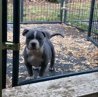 Queenie, a female American Bully for sale in Columbia, SC – 3 of 5