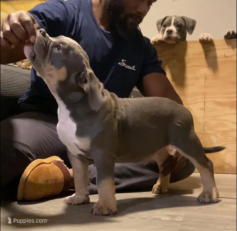 Pluto – American Bully puppy for sale in Columbia, SC