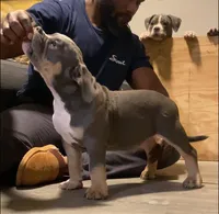 Pluto, a male American Bully for sale in Columbia, SC – 1 of 1