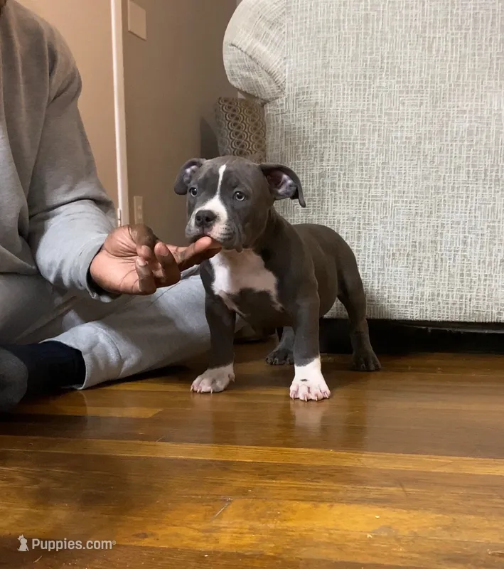 Matilda – American Bully puppy for sale in Columbia, SC