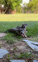 Bruno, a male American Bully for sale in Columbia, SC – 3 of 6
