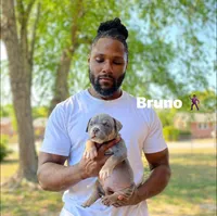 Bruno, a male American Bully for sale in Columbia, SC – 2 of 6