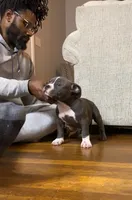 Matilda, a female American Bully for sale in Columbia, SC – 6 of 10