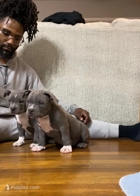 Ladybug – American Bully puppy for sale in Columbia, SC