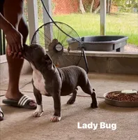 Ladybug, a female American Bully for sale in Columbia, SC – 3 of 10