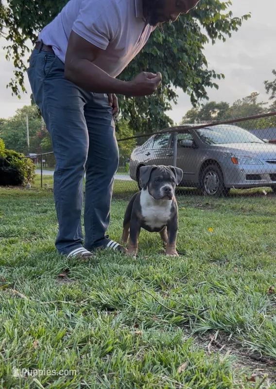 Bruno – American Bully puppy for sale in Columbia, SC
