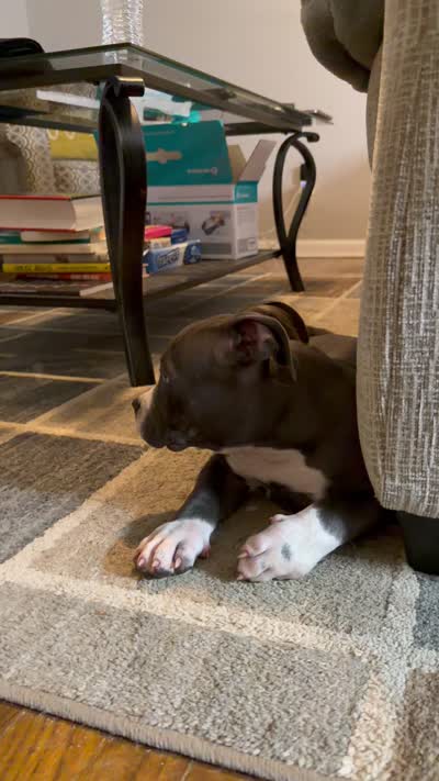 Matilda, a female American Bully for sale in Columbia, SC – 10 of 10