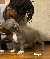 Keys, a female American Bully for sale in Columbia, SC – 2 of 3