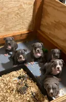 Ladybug, a female American Bully for sale in Columbia, SC – 4 of 7
