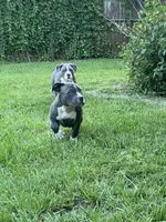 Matilda, a female American Bully for sale in Columbia, SC – 2 of 10