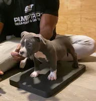 Matilda, a female American Bully for sale in Columbia, SC – 4 of 7