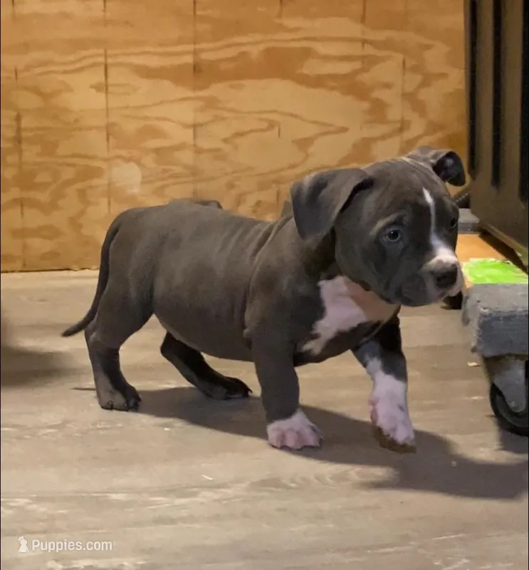 Matilda – American Bully puppy for sale in Columbia, SC