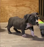 Matilda, a female American Bully for sale in Columbia, SC – 1 of 7