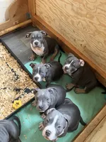 Matilda, a female American Bully for sale in Columbia, SC – 6 of 7