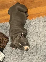 Matilda, a female American Bully for sale in Columbia, SC – 3 of 7