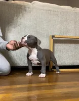 Queenie, a female American Bully for sale in Columbia, SC – 8 of 8